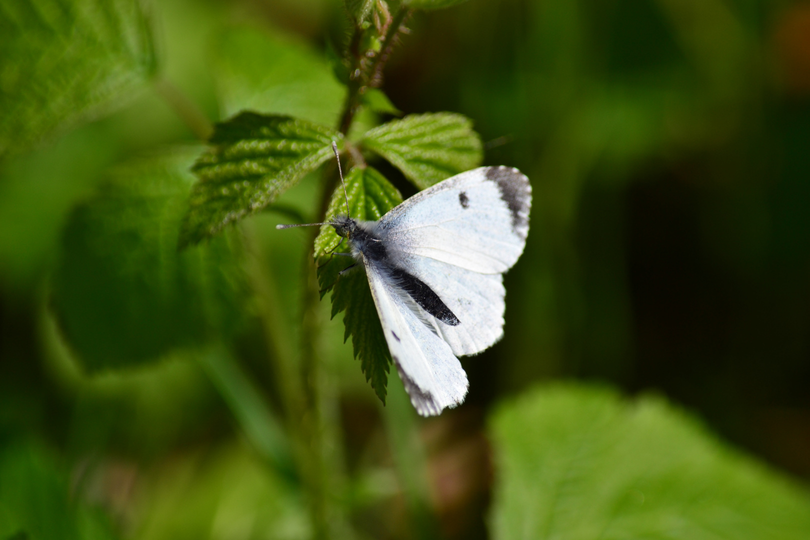 ..Schmetterling