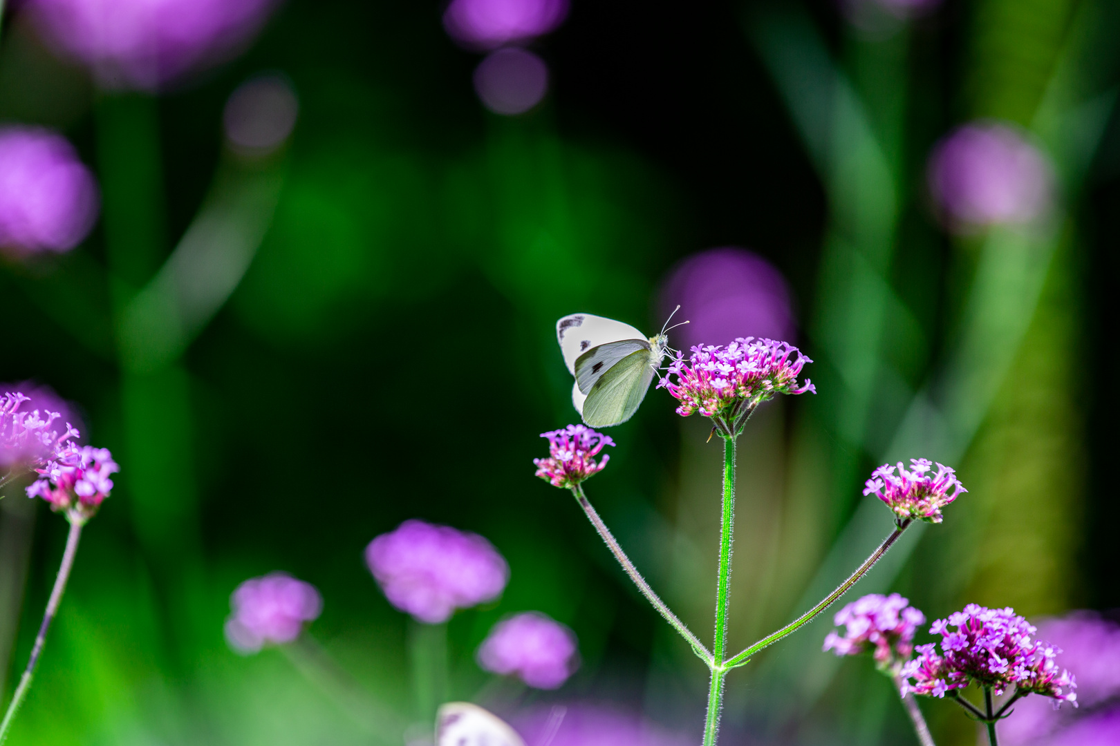 Schmetterling