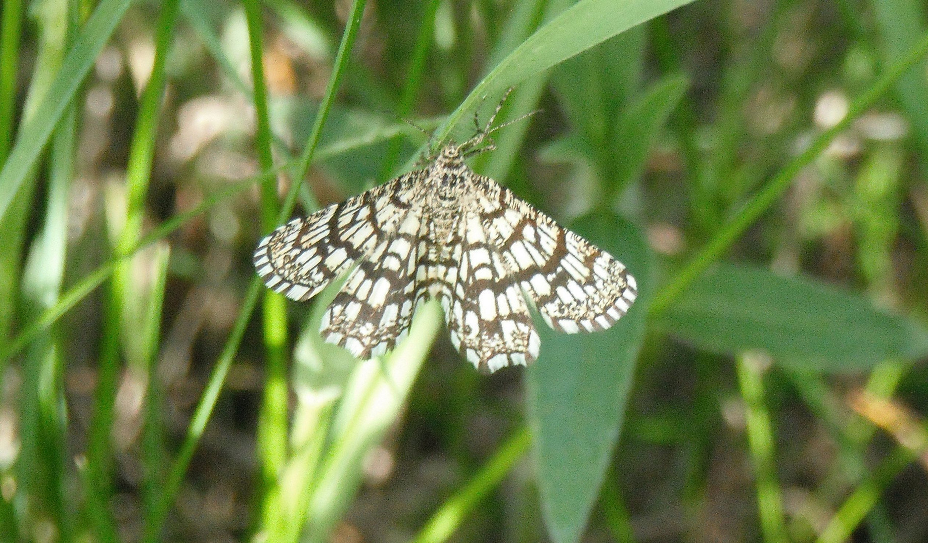 Schmetterling