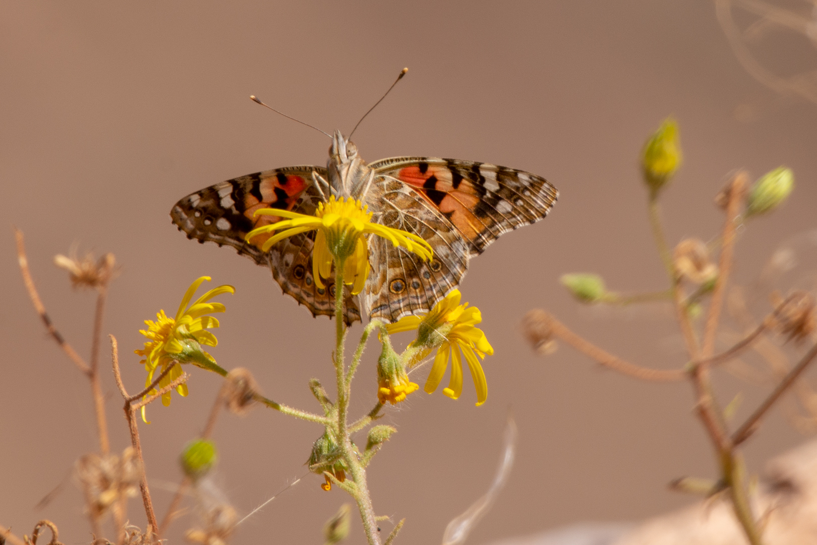 Schmetterling