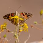 Schmetterling