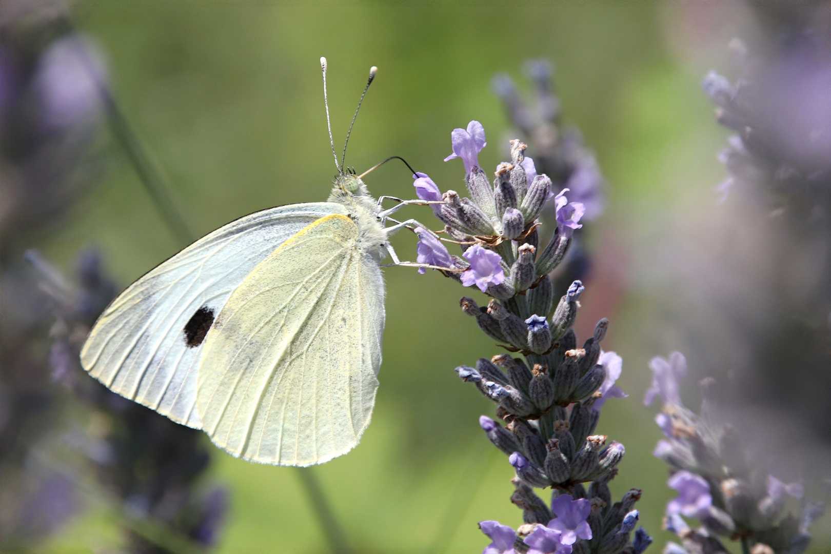 Schmetterling