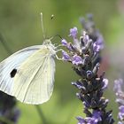 Schmetterling