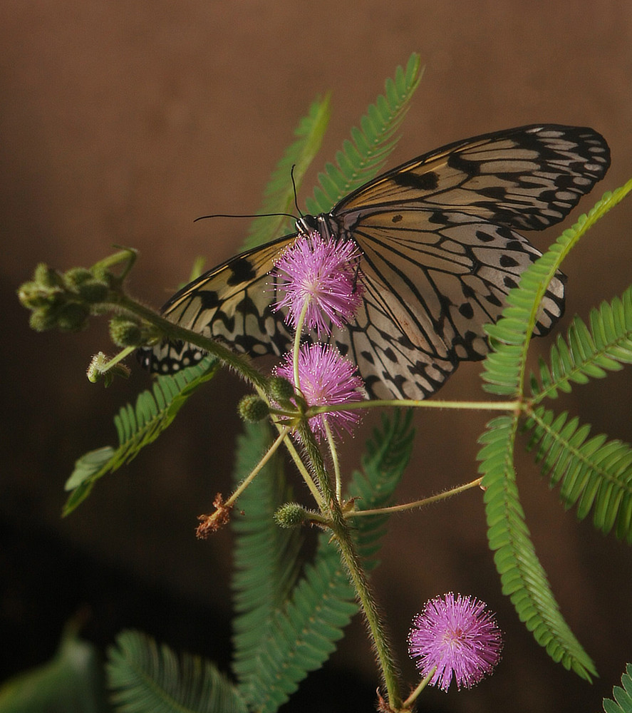 schmetterling