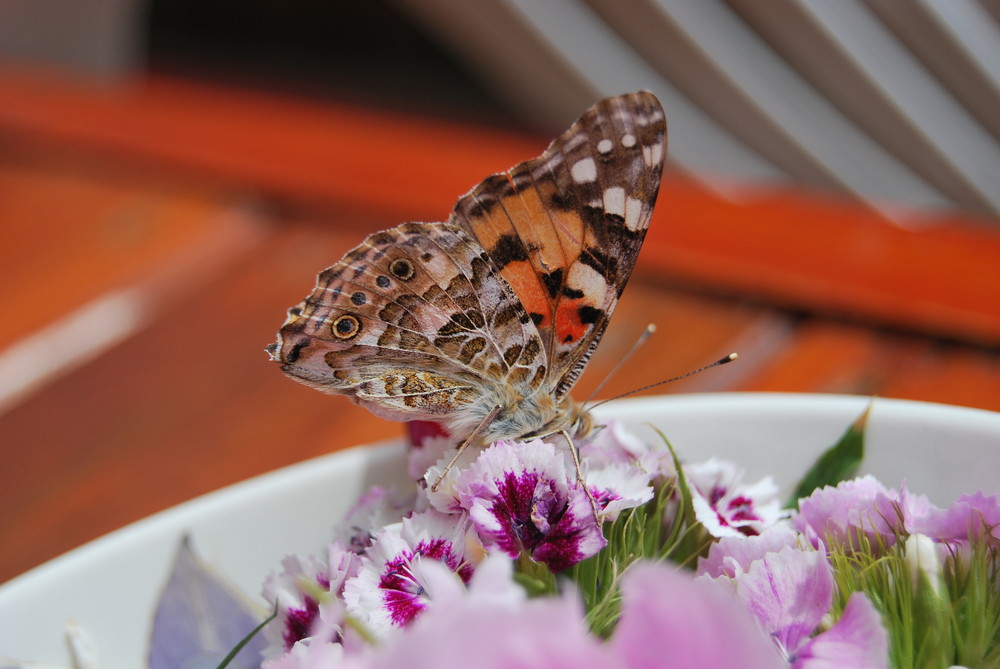 Schmetterling