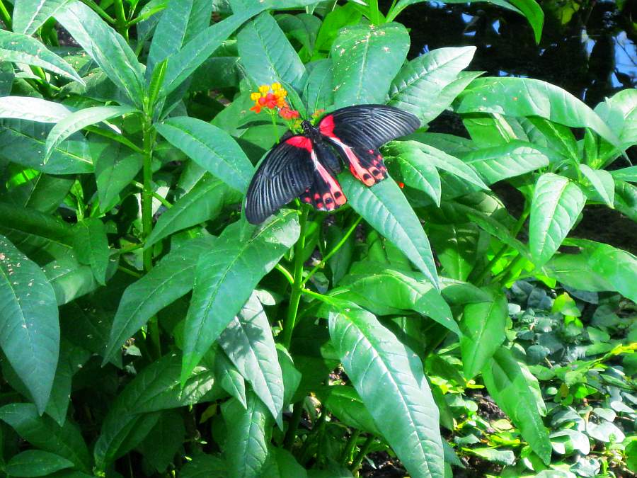 Schmetterling