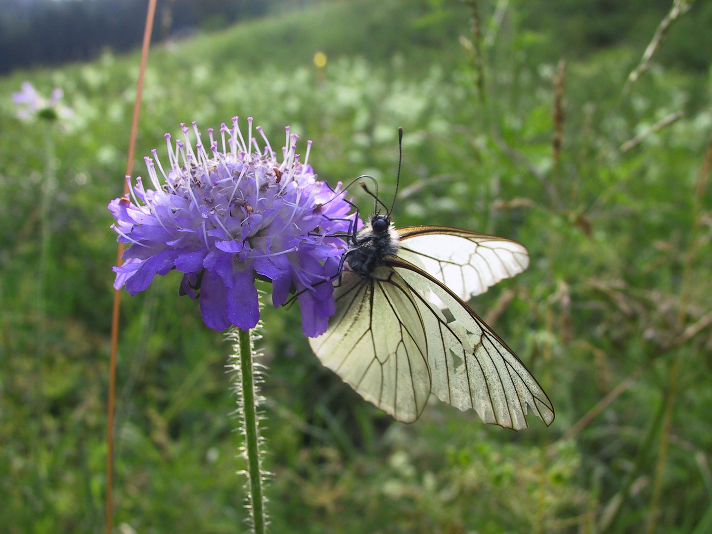 Schmetterling