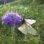 Schmetterling