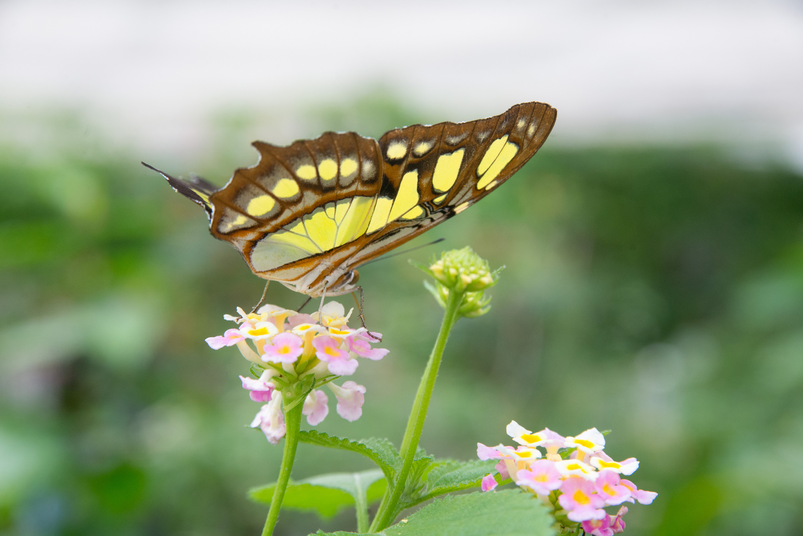 Schmetterling