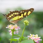 Schmetterling