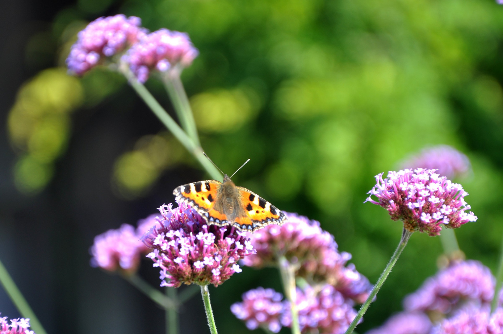 Schmetterling