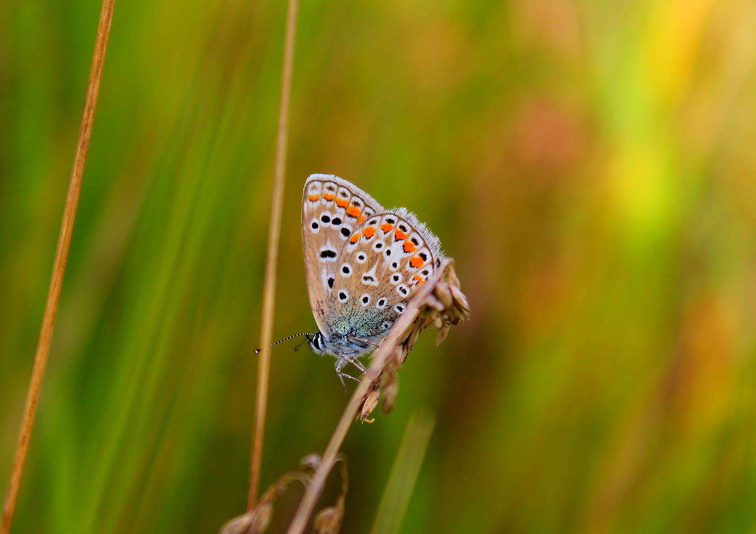 Schmetterling =)