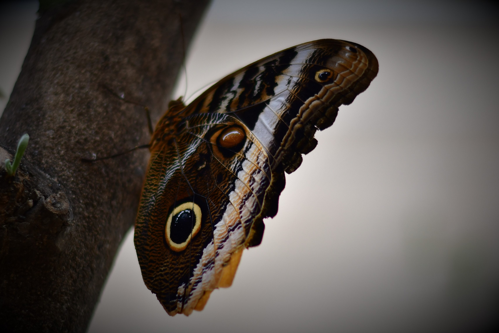 Schmetterling