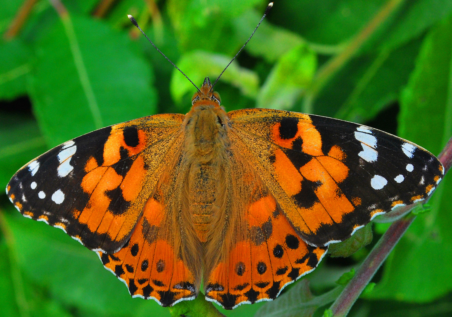 Schmetterling