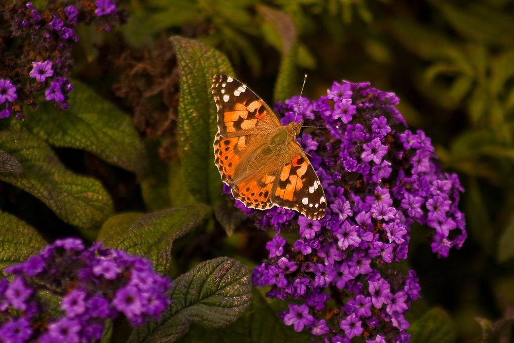 Schmetterling von Michael Schirdewahn