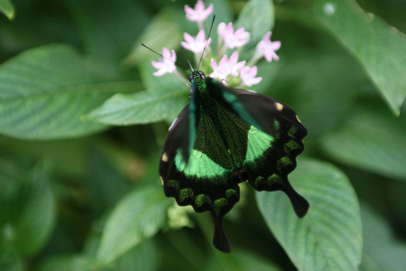 Schmetterling