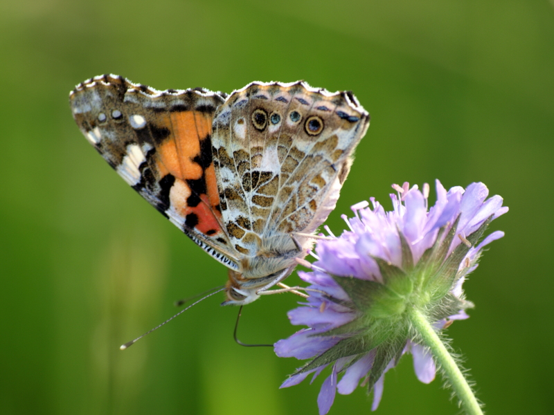 Schmetterling