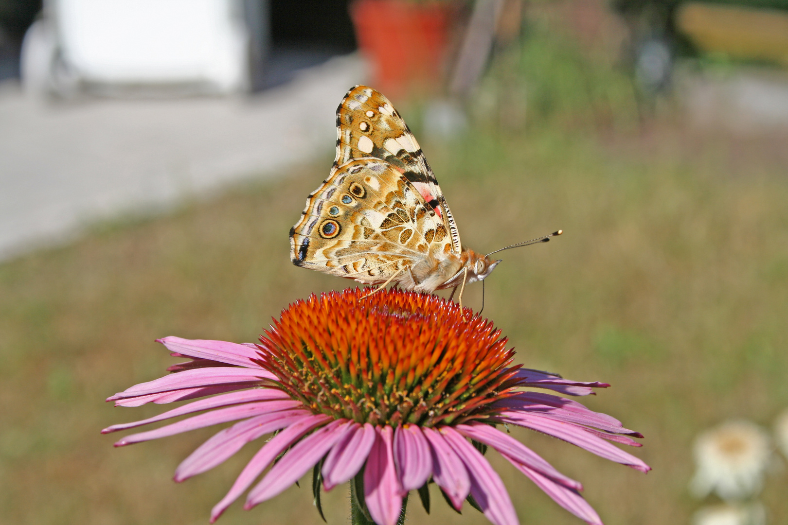 Schmetterling