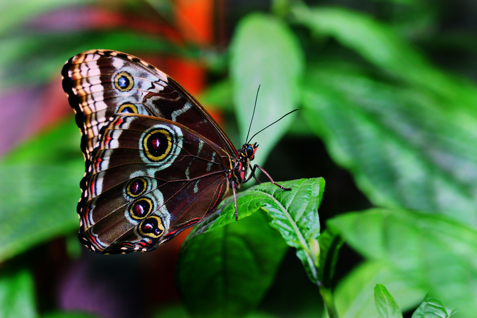 Schmetterling