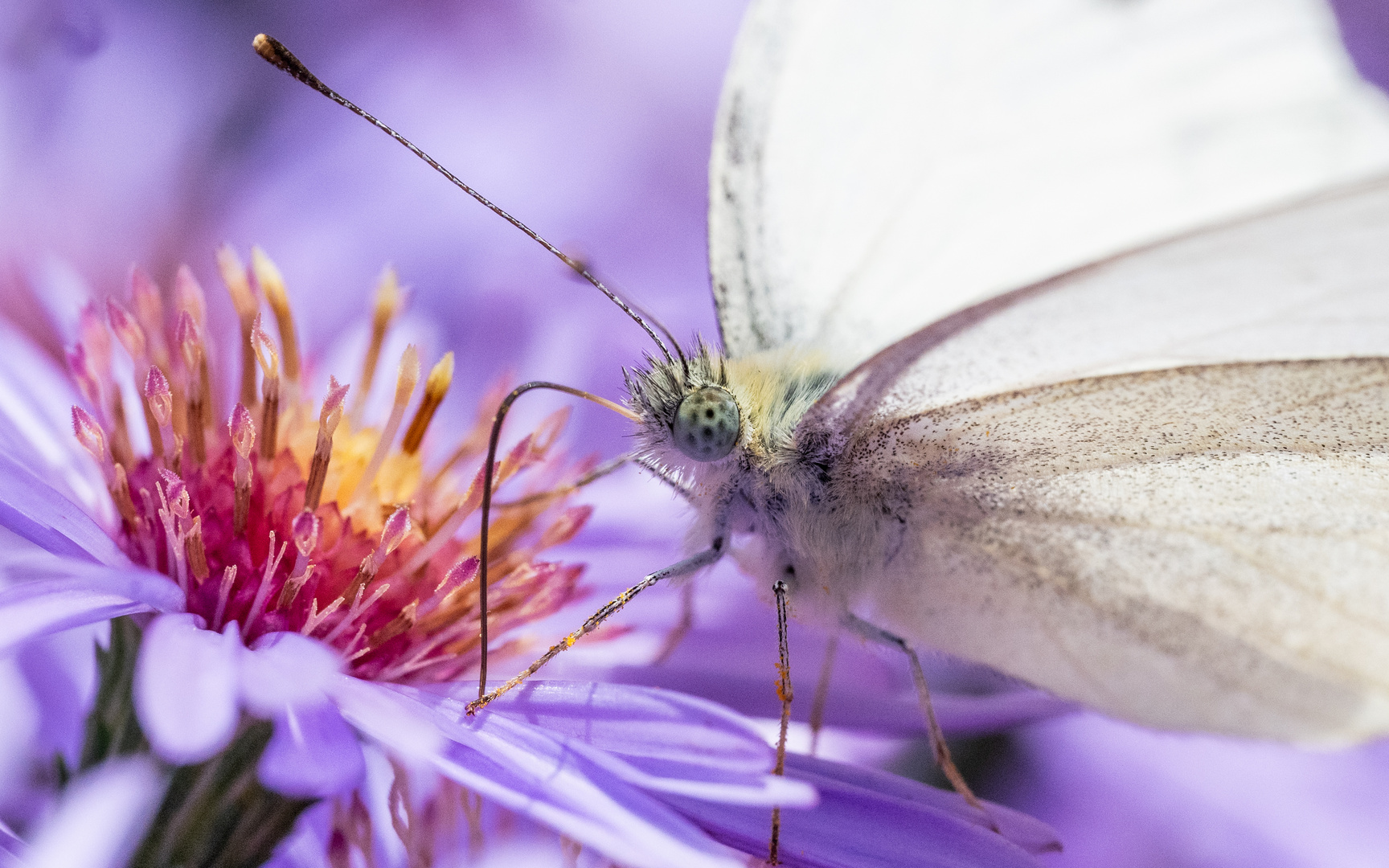 Schmetterling