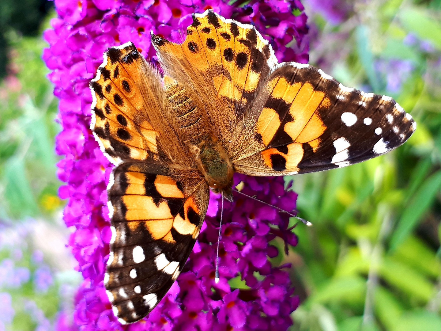 schmetterling