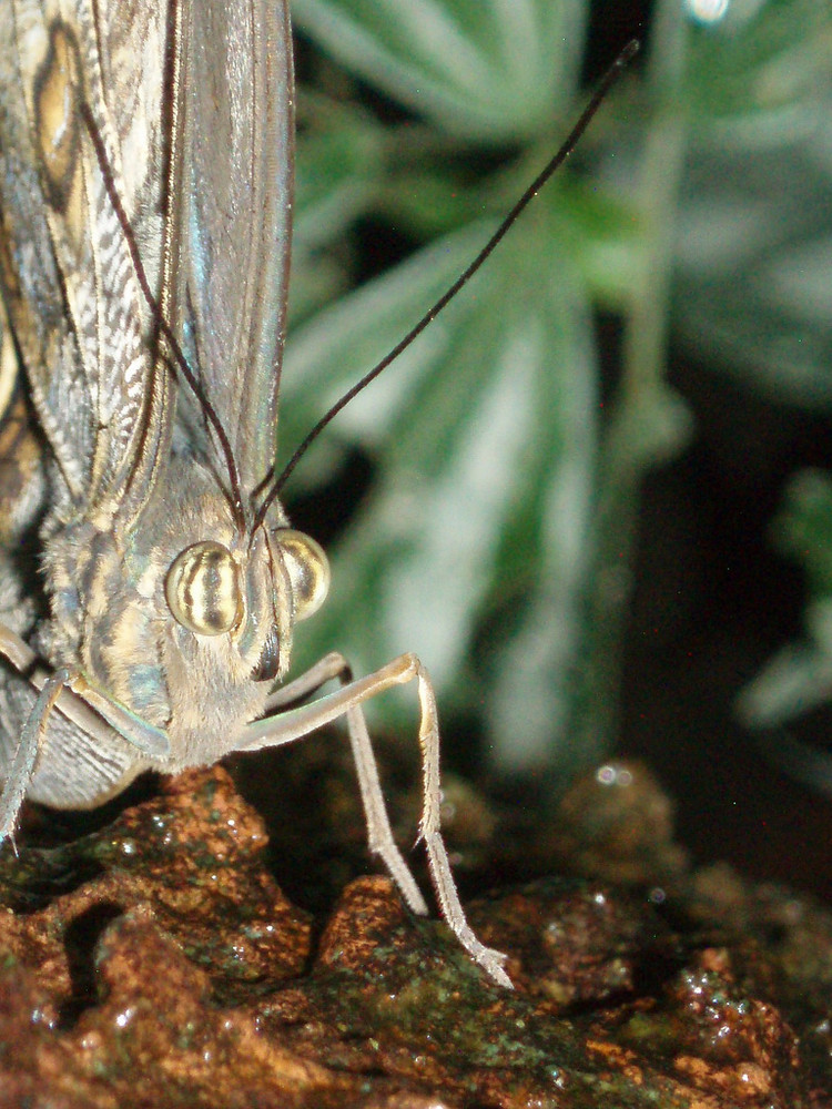 Schmetterling