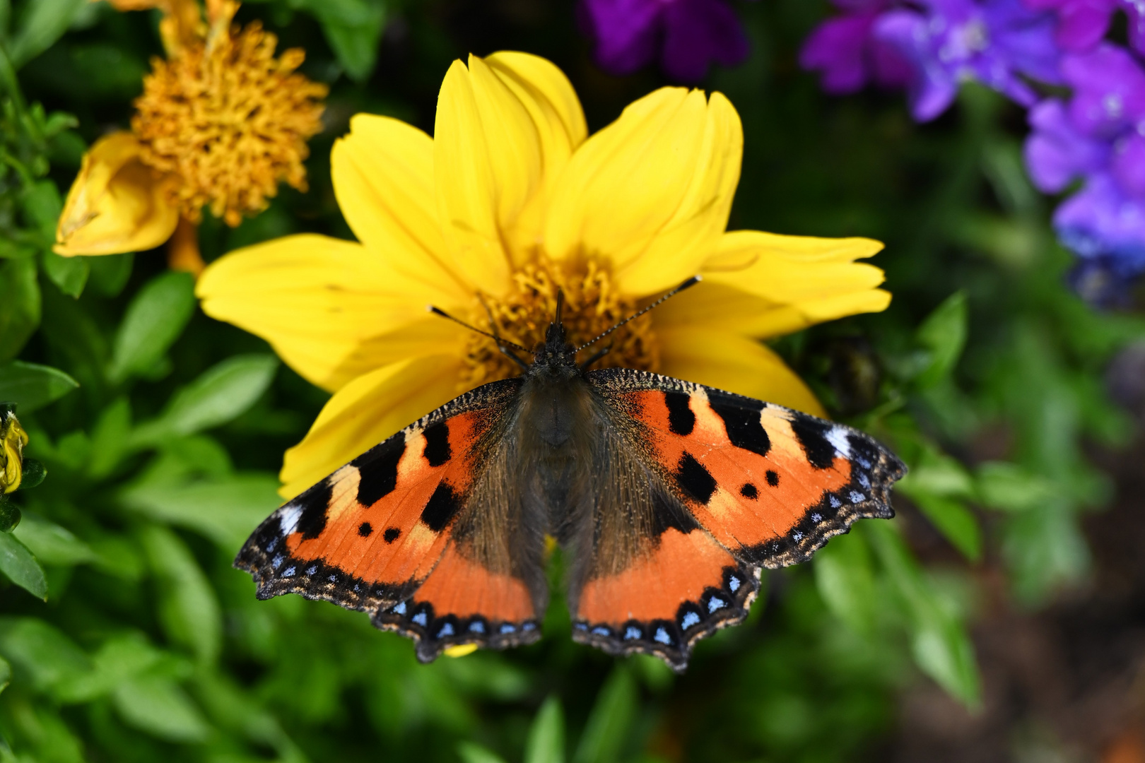 Schmetterling