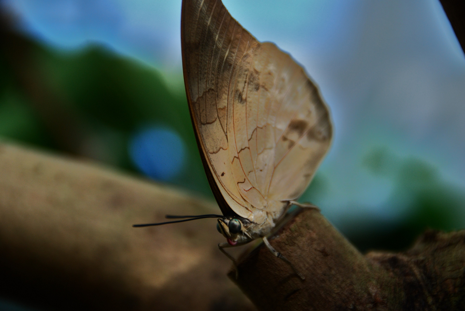 Schmetterling