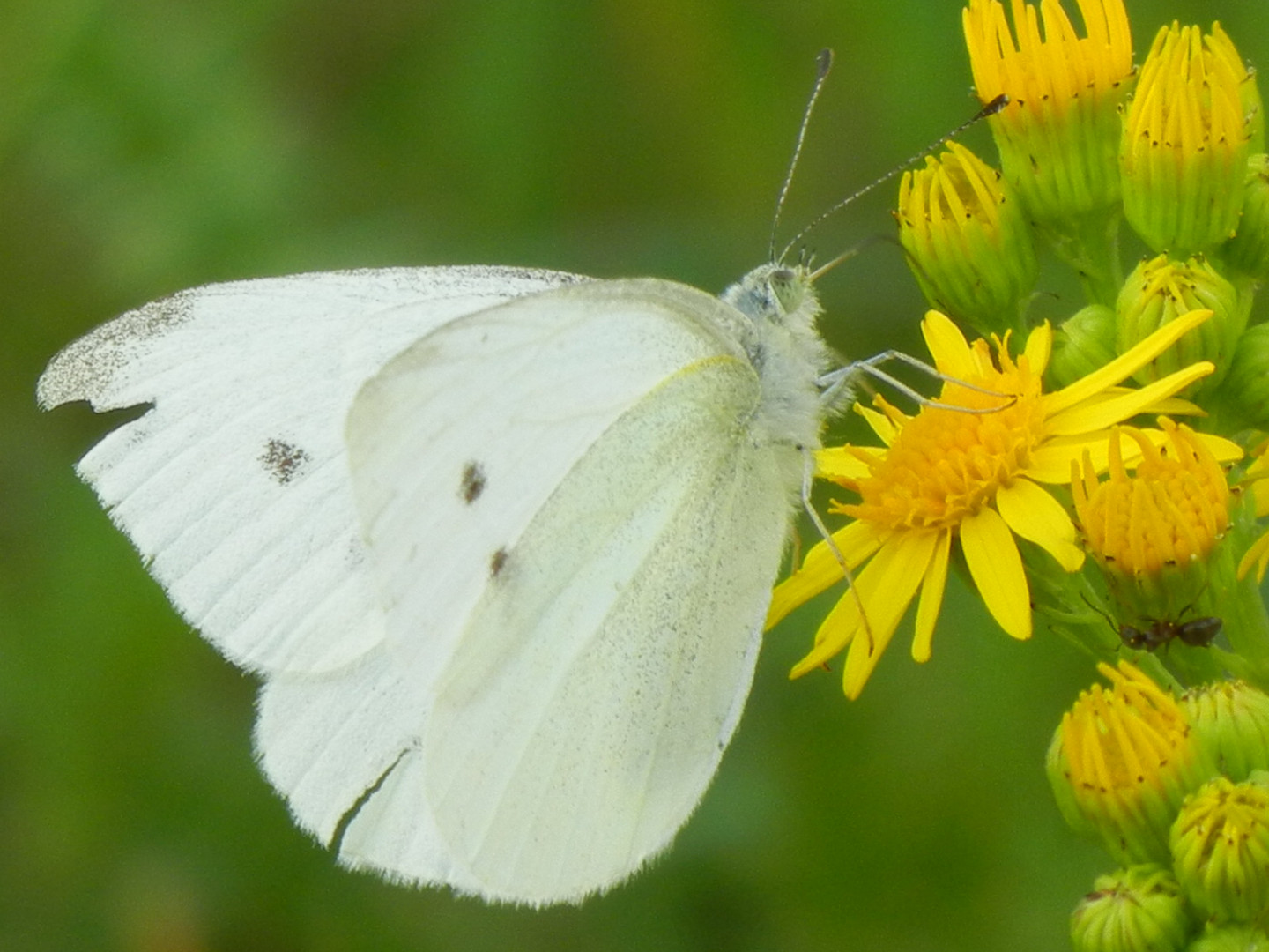 Schmetterling.