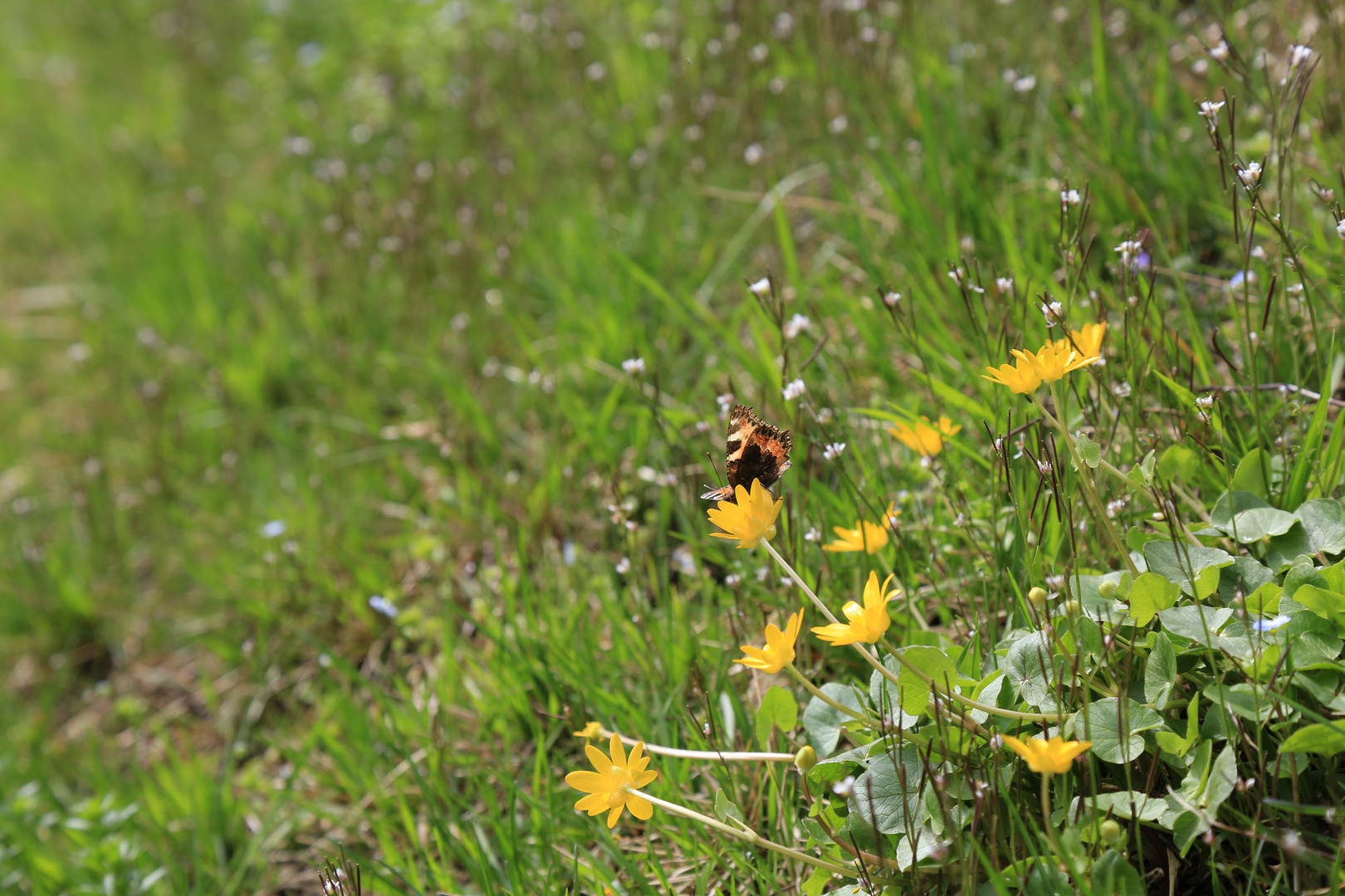 Schmetterling