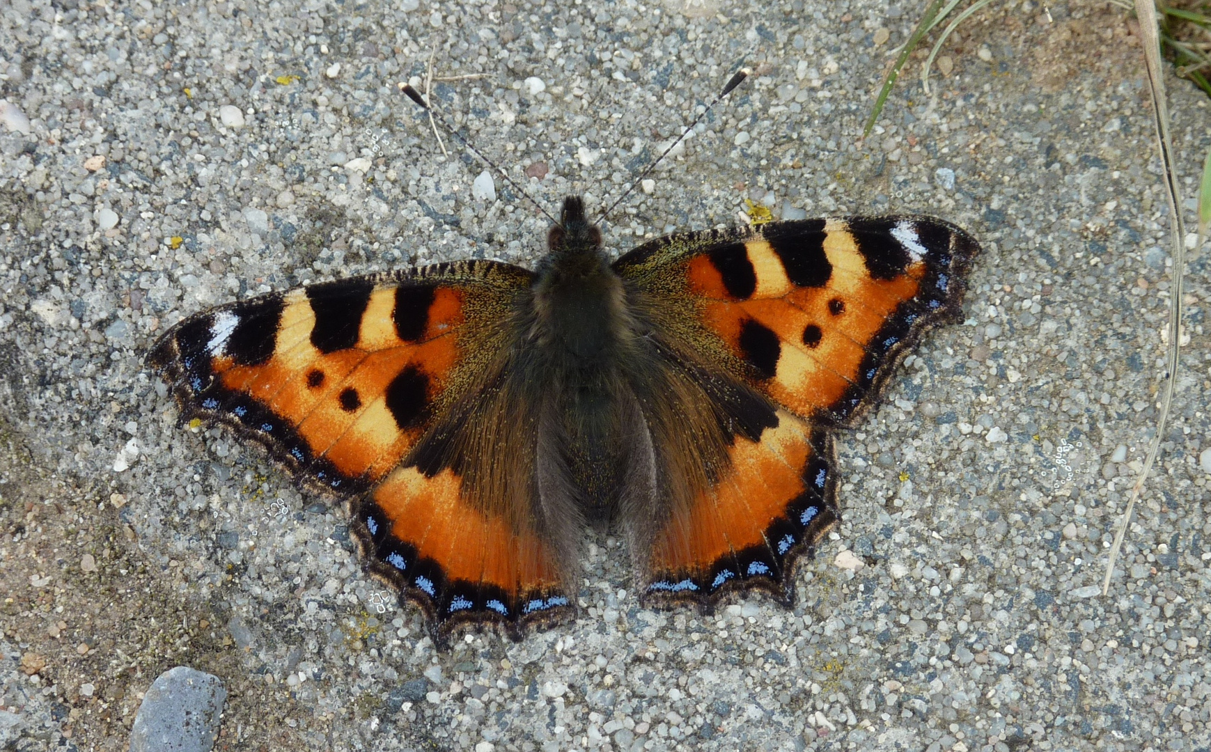 Schmetterling