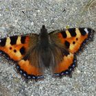 Schmetterling