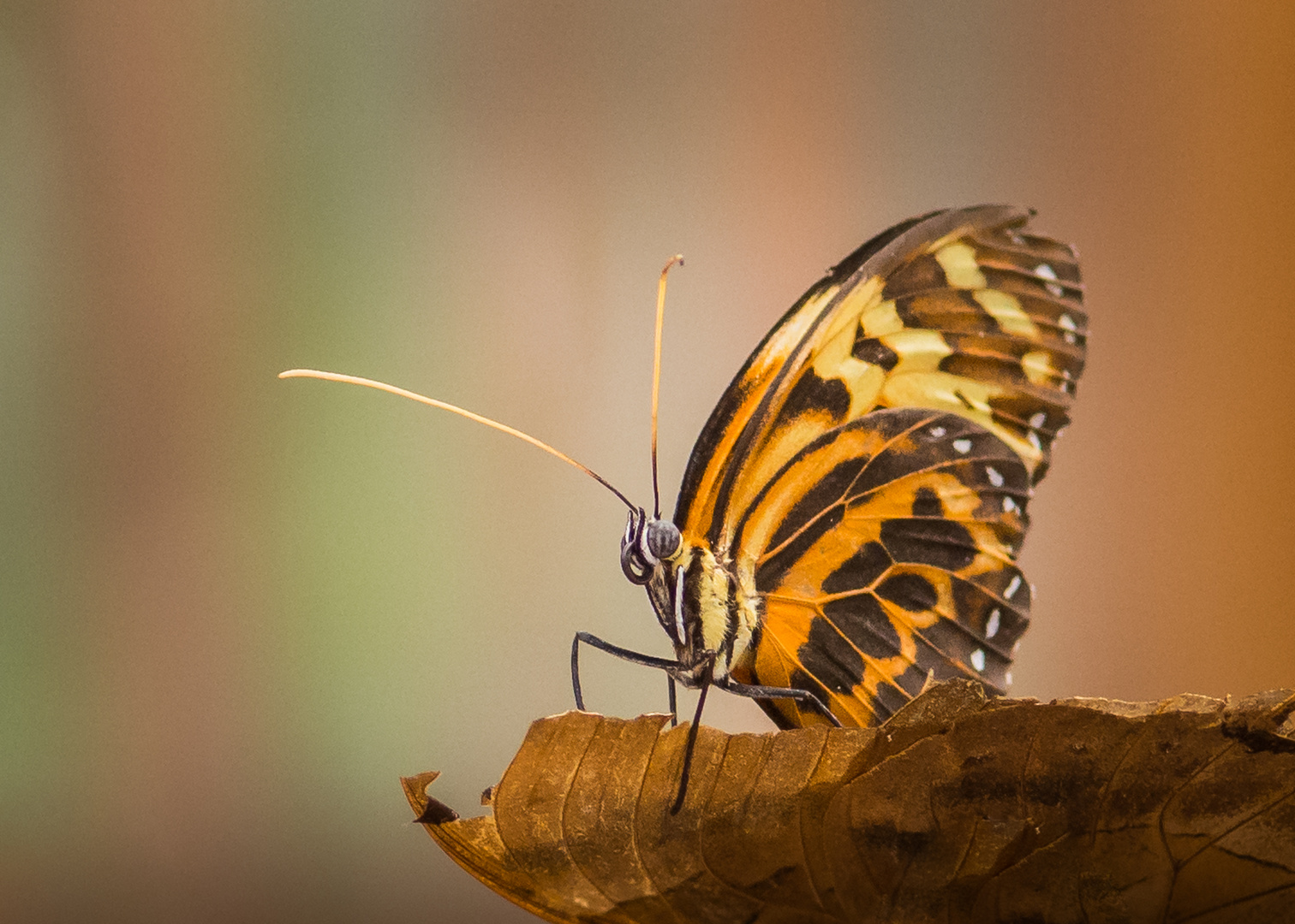 Schmetterling 