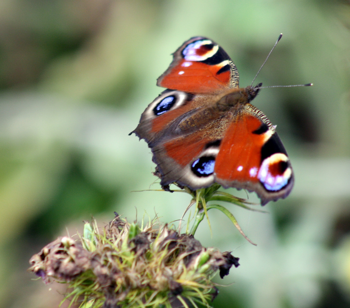 Schmetterling