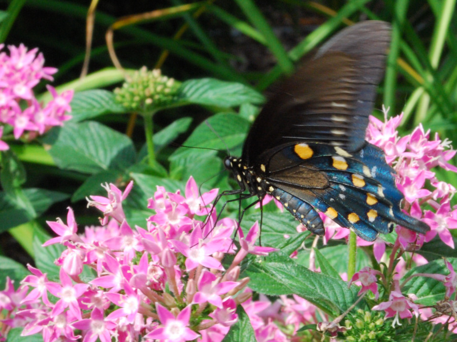 Schmetterling