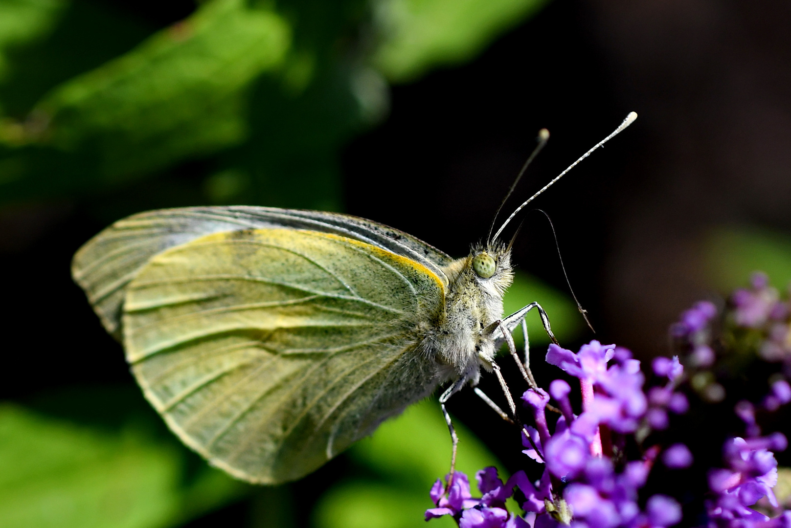 Schmetterling