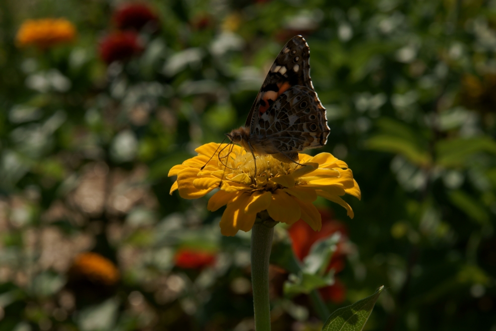 Schmetterling