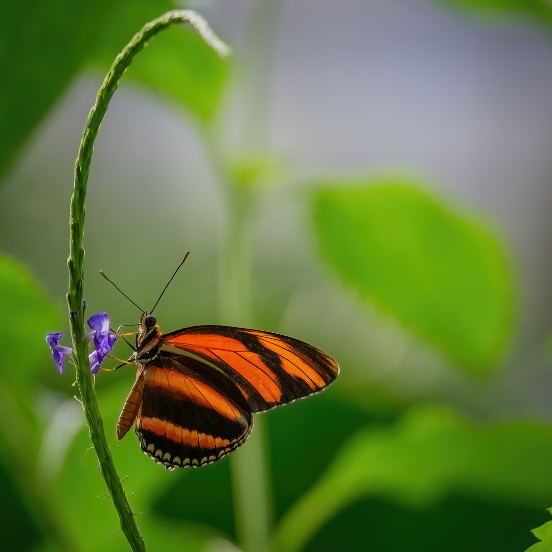 Schmetterling