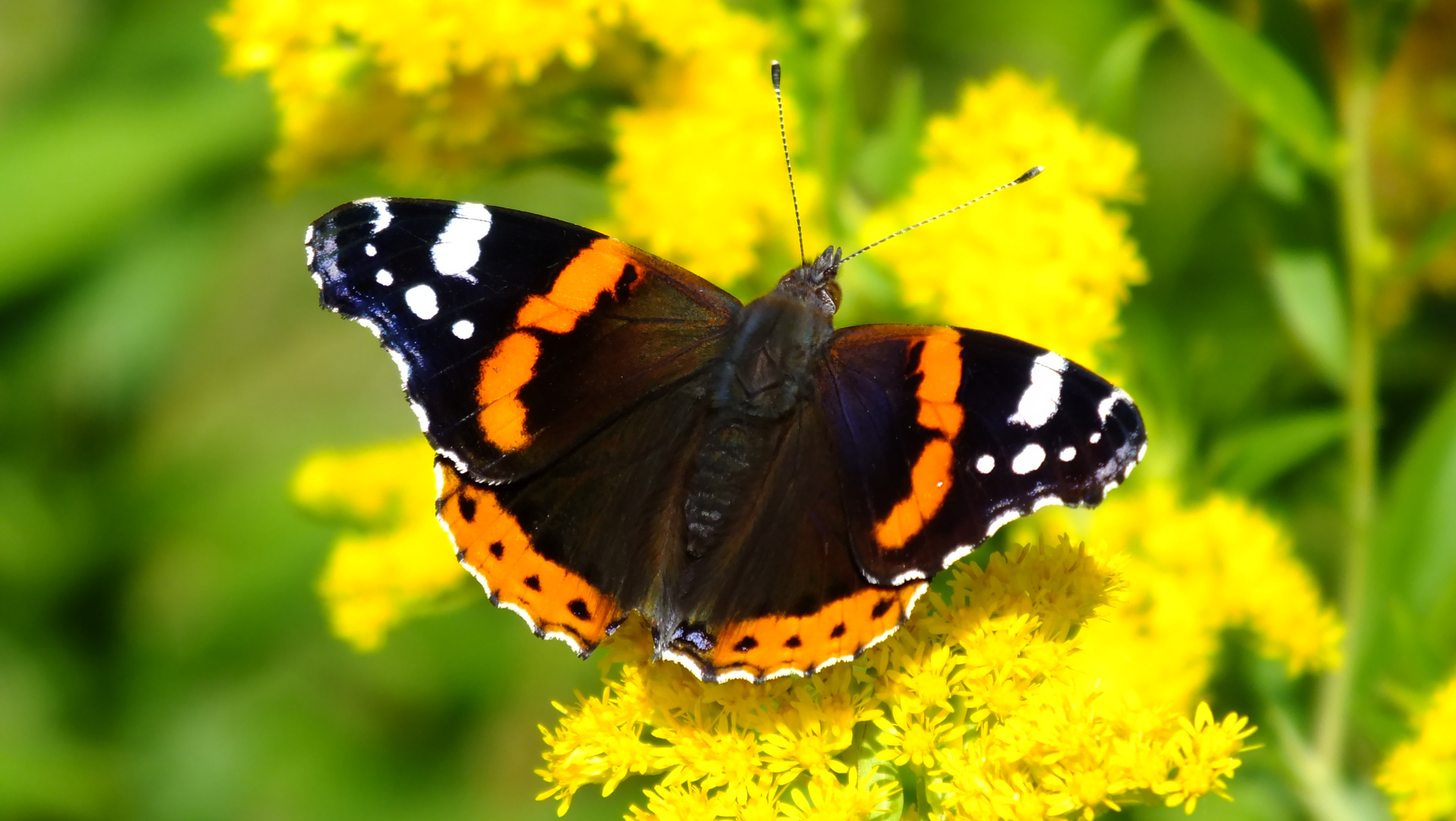 Schmetterling