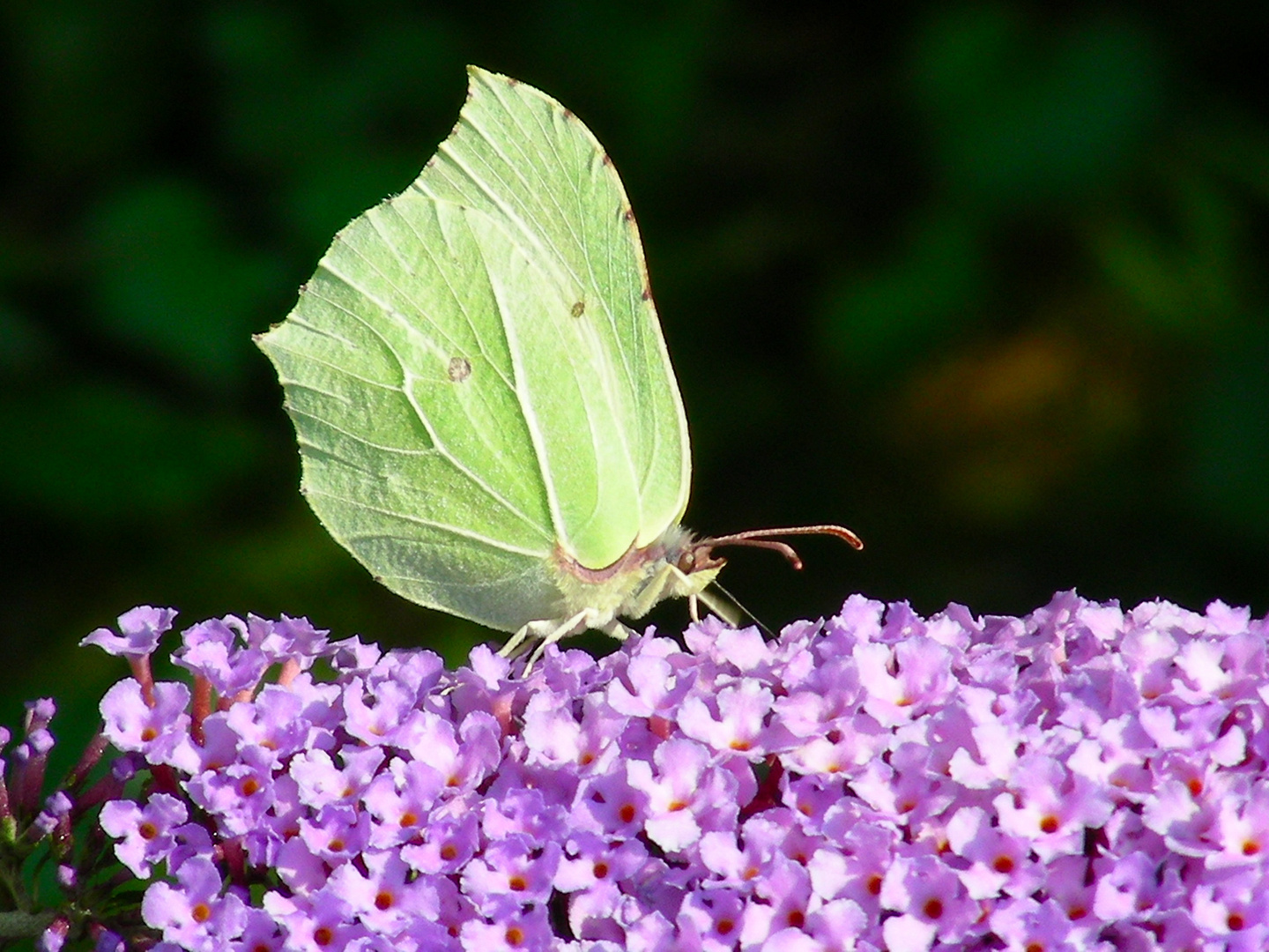 Schmetterling