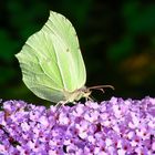 Schmetterling