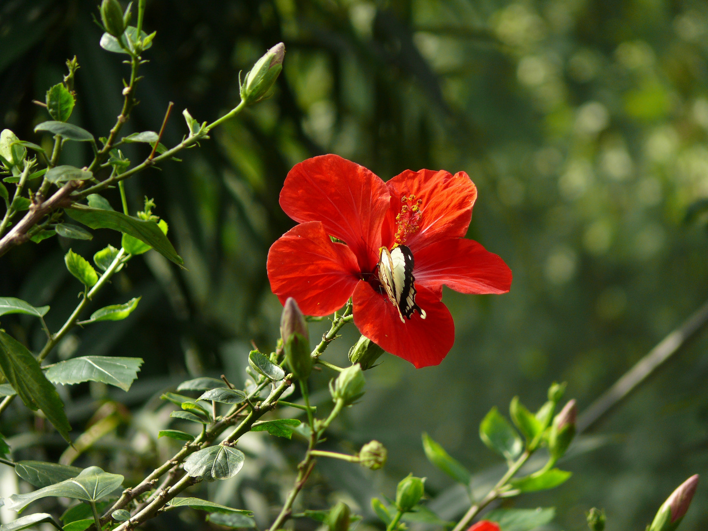 Schmetterling 