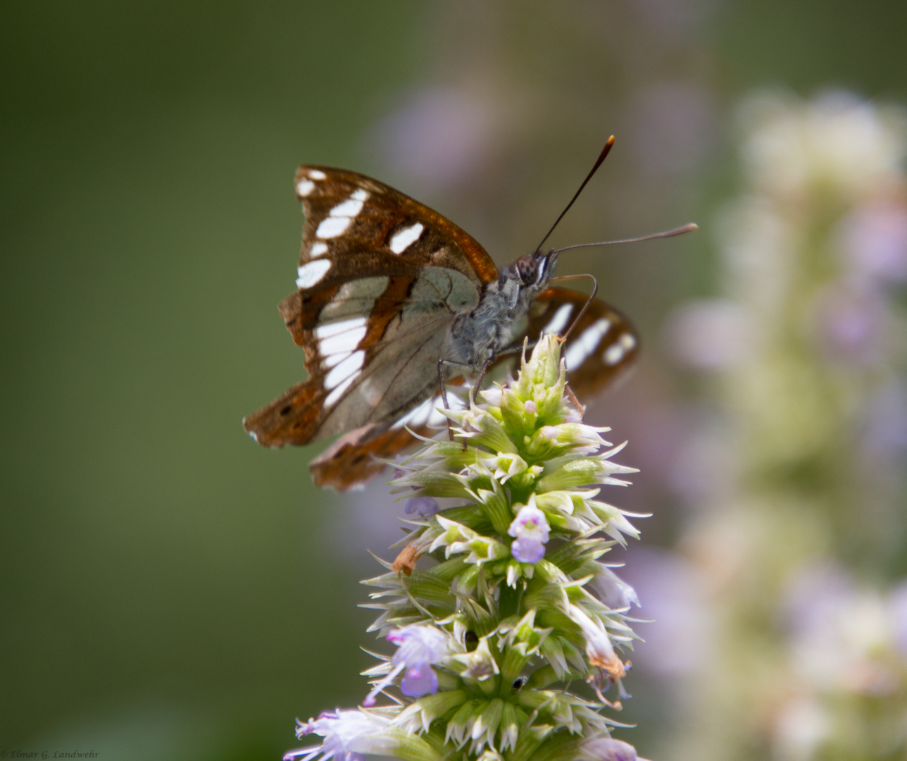 Schmetterling