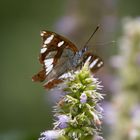 Schmetterling