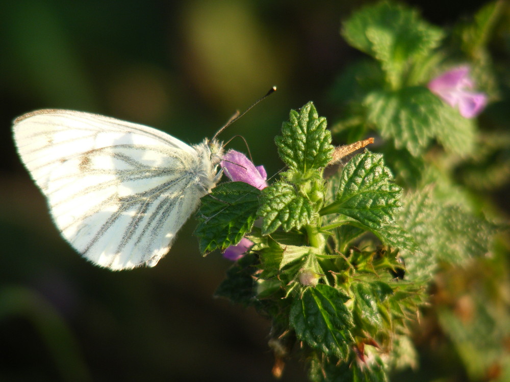 Schmetterling