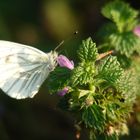 Schmetterling