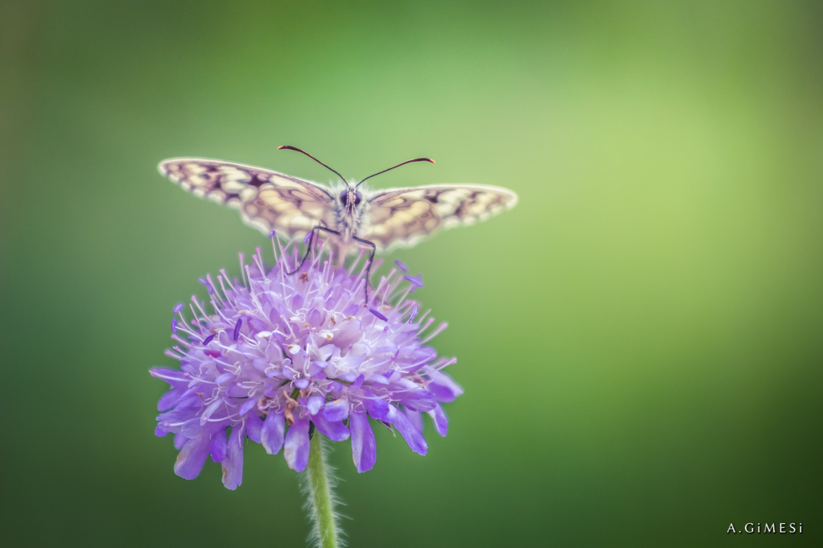 Schmetterling