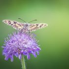 Schmetterling