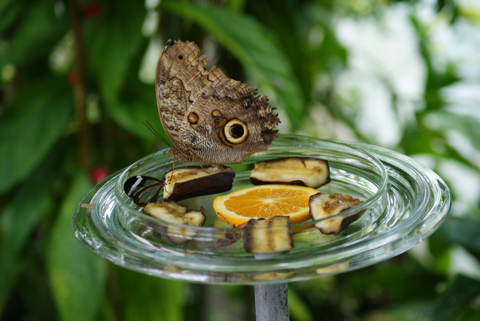 Schmetterling