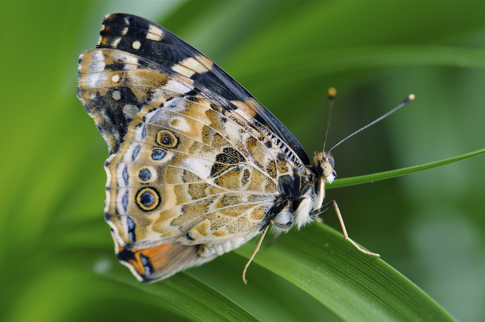 Schmetterling